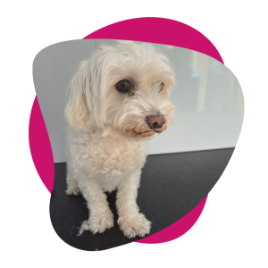 best dog groomer shop in dubai