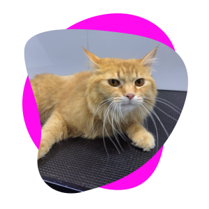 best cat groomer shop in dubai