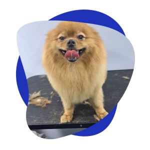 best dog groomer shop in dubai